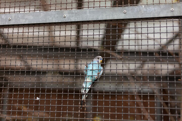 Blue budgerigar in a cage at a bird sanctuary.