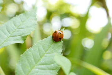 Nature's Delight: Captivating Ladybird Photography Showcasing Nature's Beauty
