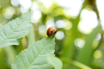 Nature's Delight: Captivating Ladybird Photography Showcasing Nature's Beauty