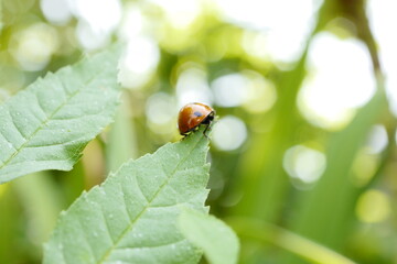 Nature's Delight: Captivating Ladybird Photography Showcasing Nature's Beauty