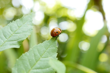 Nature's Delight: Captivating Ladybird Photography Showcasing Nature's Beauty