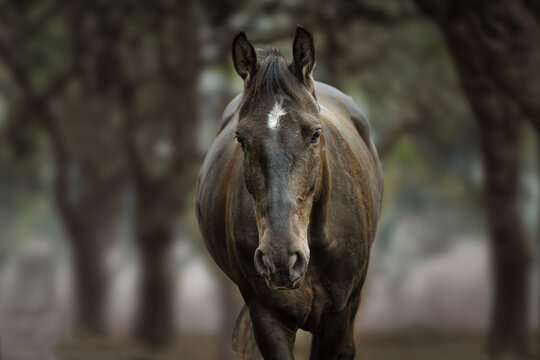 2023-05-19 A FRONTAL PHOTOGRAPH OF A FULL GROWN HORSE WITH NICE EYES AND A BLURRED OUT TREE LINED BACKGROUND