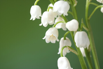 Beautiful lily of the valley flowers on blurred green background, closeup. Space for text