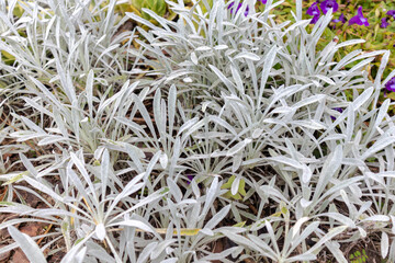 Close-up of silvery lavender leaves in rockery. Lavender in a flowerbed