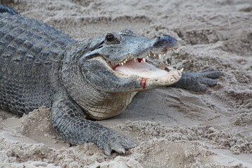 Alligator