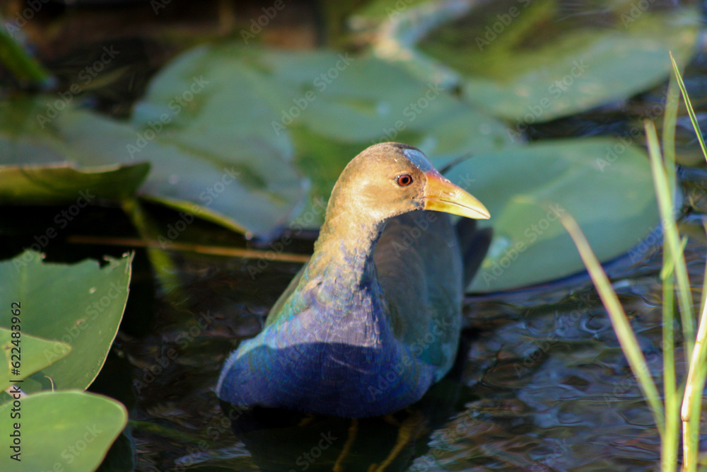 Sticker American Purple Gallinule