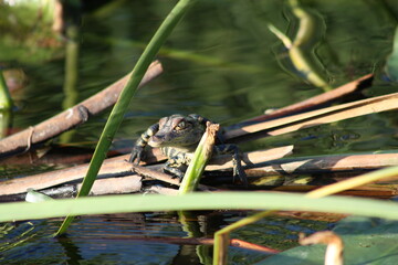 Alligator