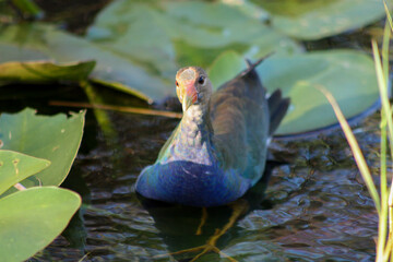 American Purple Gallinule
