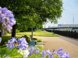 青空の東雲水辺公園　運河沿いの気持ちの良い公園;スカイツリーも見える