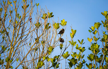 Obraz premium A flock of birds on the branches of a mangrove tree