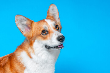 Portrait of half-faced groomed dog on blue background looks up thoughtfully, sad from loneliness Red-haired sleek corgi coat, ad veterinary clinic, pet care Help abandoned animal, overexposure shelter