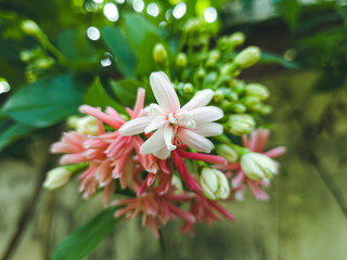 Combretum indicum or Rangoon creeper or Quisqualis indica L, Dutch jasmine flowers, Chinese...
