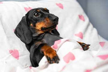 Exhausted dachshund lies on pillow in bed covered with warm blanket. Domestic dog with tired...