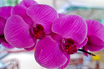 close up view of purple orchid flowers