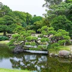 きれいに手入れされた日本庭園で見た見事な形の松