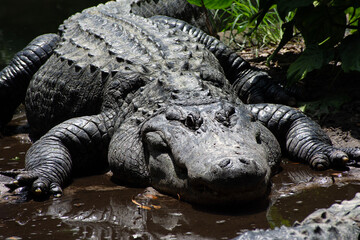 Portrait of a large alligator.