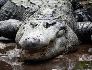 Portrait of a large alligator.
