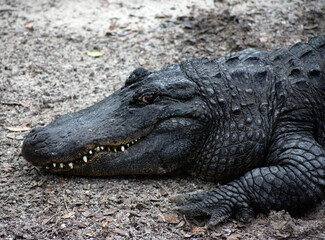 Fototapeta premium Portrait of a large alligator.