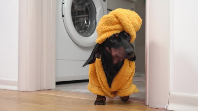 A playful black dachshund in a yellow bathrobe and a towel on its head dashes out of the bathroom, after morning bath