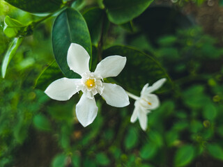 Obraz premium Pure white jasmine flower in bloom. Fresh jasmine blossom in natural light. Close-up of fragrant white jasmine. Elegant jasmine flowers with green leaves. Delicate white jasmine against green