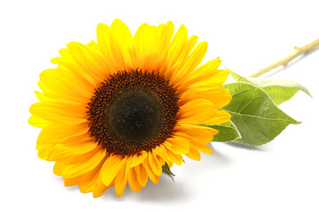 Beautiful sunflower on white background