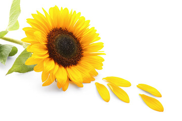 Beautiful sunflower and petals on white background