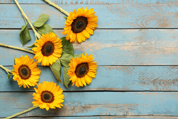Beautiful sunflowers on blue wooden background