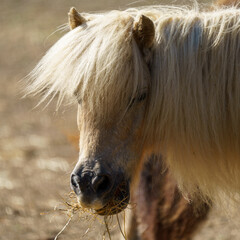 close up of a horse pony