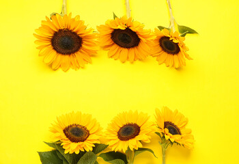 Beautiful sunflowers on yellow background