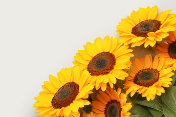 Beautiful sunflowers on grey background