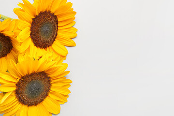 Obraz premium Beautiful sunflowers on grey background
