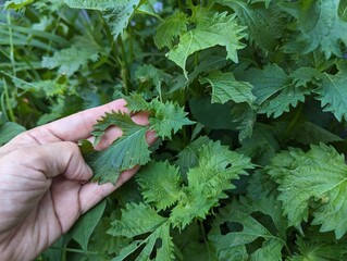 家庭菜園　虫食いの青じそ