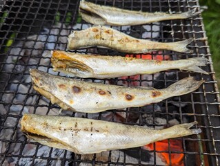 炭火焼き 焼き魚 氷下魚 コマイ バーべキュー