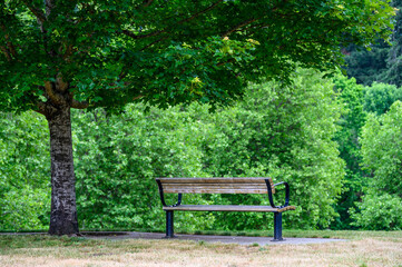 Wooden bench seat under a deciduous tree in a peaceful green landscape, as a nature background
