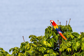 Scarlet Macaws Manuel Antonio Costa Rica