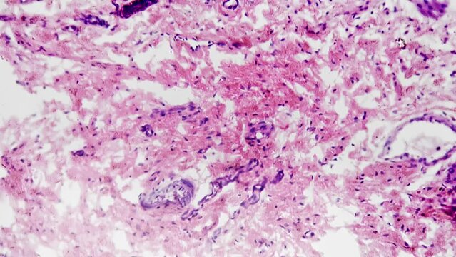 Human smooth muscle in longitudinal section filmed under microscope with 200x magnification on bright field. Isolated macro view of cells layers. Study anatomy in biological lab with science equipment