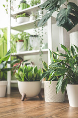 Houseplant domestic jungle garden organization fresh natural plant pots variegated monstera at room
