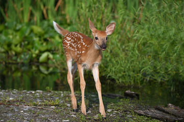 A cute baby white tailed deer fawn explores a marsh during a recent heat wave