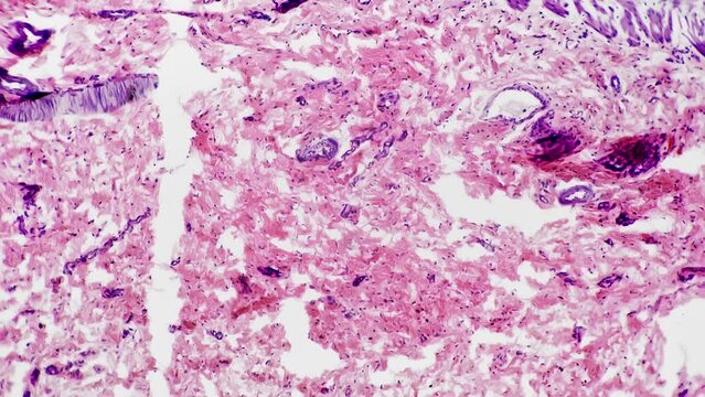 Smooth muscle of human being in longitudinal section filmed under microscope 100x on bright field. Isolated macro view of cells layers. Studying anatomy in biological lab with professional equipment