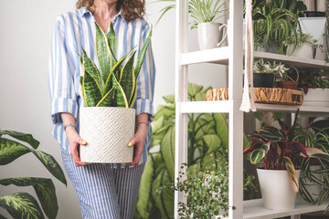 A young woman enjoys caring for flowers. Watering indoor plants and admiring them. Sansevieria.