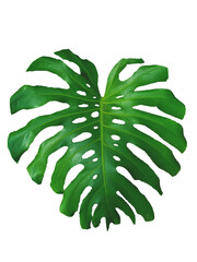 green leaf isolated on white, money plant,feng shui plant