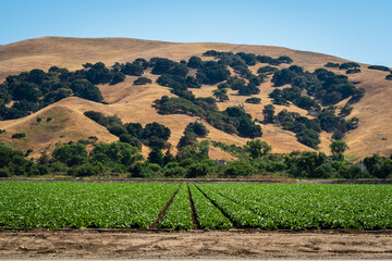Rows of lettuce in Salinas Valley fields