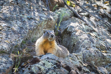 marmot in the mountains