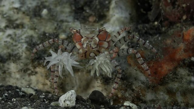 The crab sits on the sea floor holding anemones in its claws, waving them from side to side.
Mosaic boxer crab (Lybia tessellata) 2 cm. ID: distinctive brown and pink checkered pattern on carapace. 