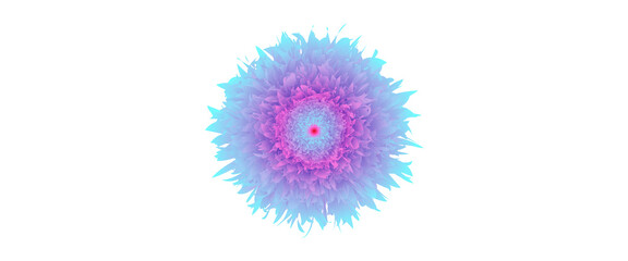 Colorful and beautiful flower and white background-01