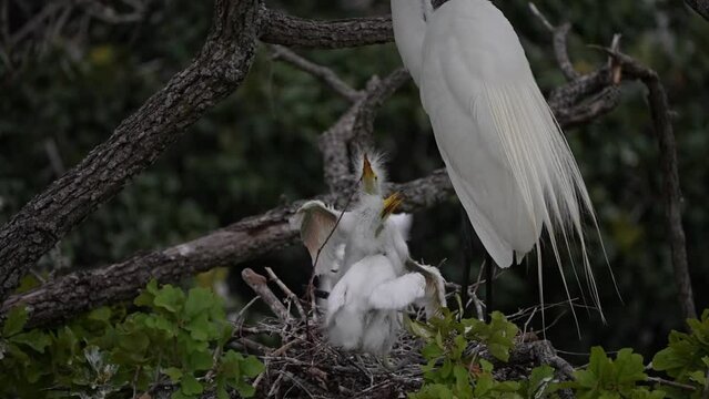 Sibling baby egret trying to get mom to eat