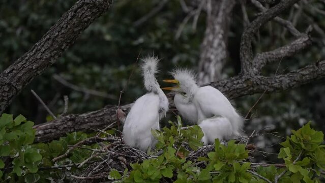 Baby sibling great egret love each other