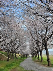 Obraz premium 흐드러진 벚꽃 터널 길 풍경 사진 Scenery of Cherry Blossom Tunnel Road