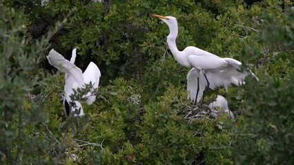 Baby great egret trying get mom to eat
