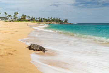 turtle on the beach
